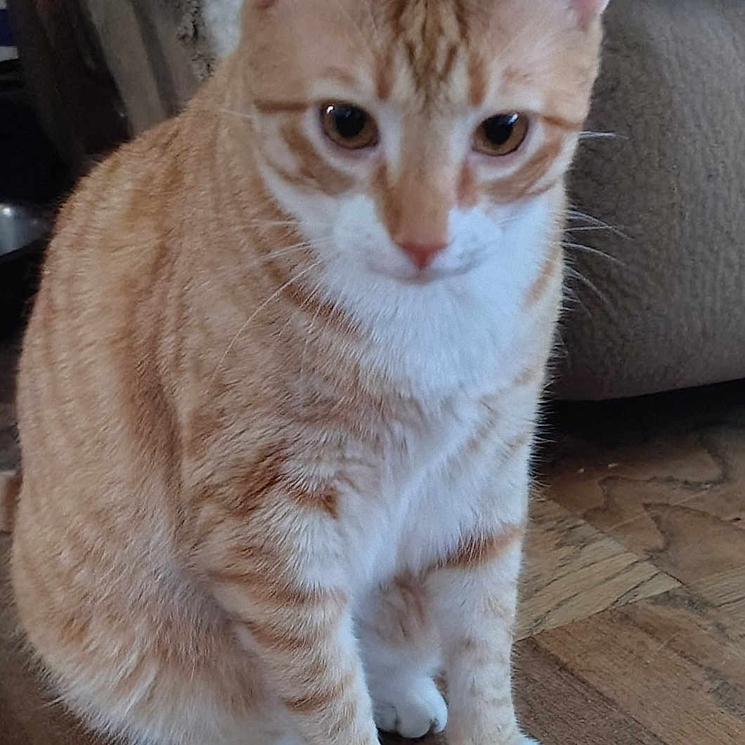 Leo
