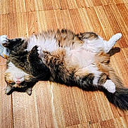 Luna is registered to the contest to win money with this photo: cat, fluffy, lying_down, floor, wooden_floor, pet, animal, relaxed, cute, stretching, white_paws, tabby, fur, indoor, domestic_cat, whiskers, pink_nose, playful, resting, cozy