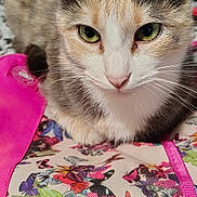 Lilah Rose joined the competition — help win amazing prizes! cat, animal, pet, close_up, green_eyes, feline, resting, fabric, colorful, pink, patterned, cute, whiskers, indoor, portrait, domestic_cat, soft_fur, curious, calm, face