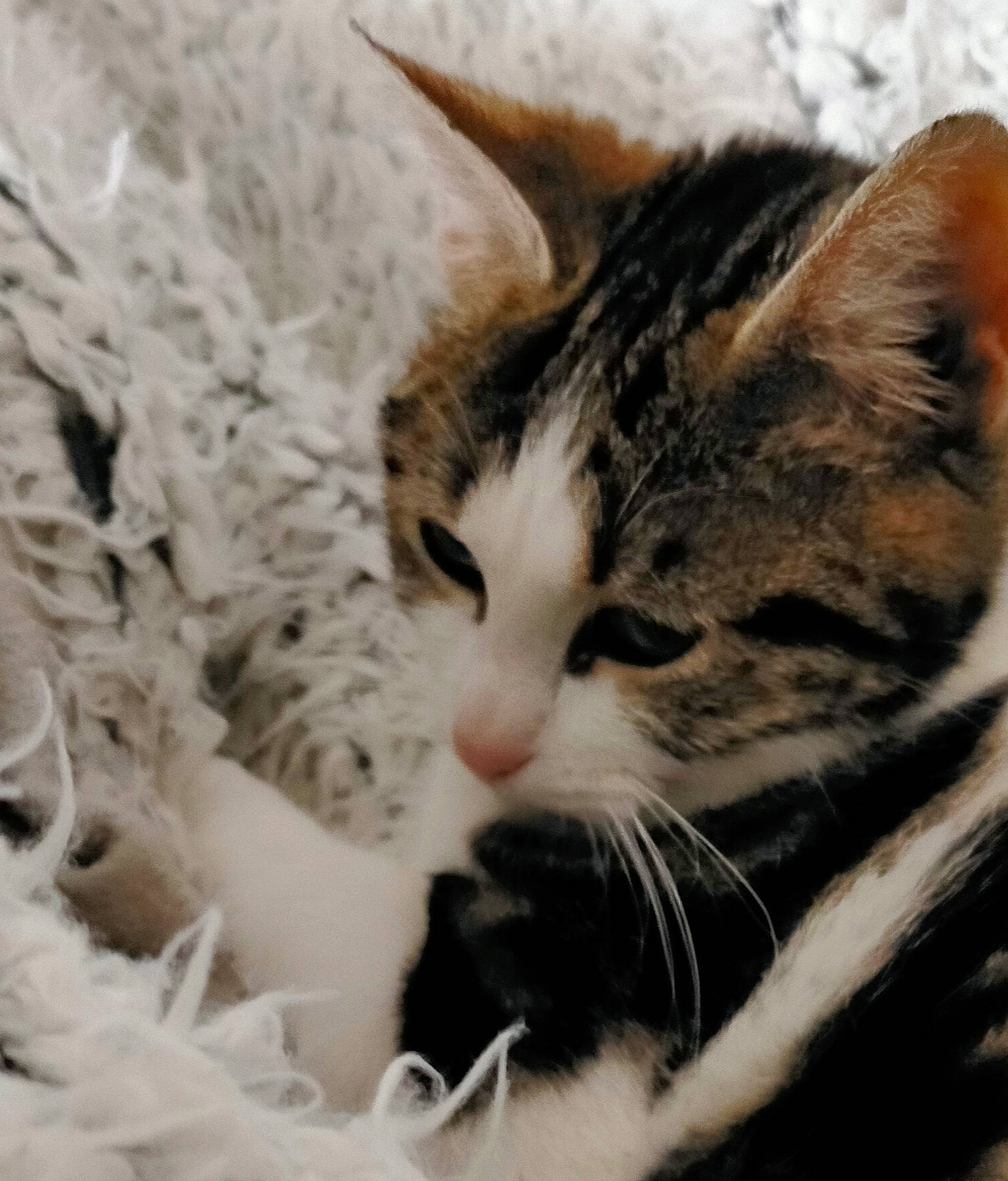 Angie a rejoint le concours — aidez-le/la à gagner de superbes lots ! carnivore, cat, claw, comfort, domestic_short_haired_cat, fawn, felidae, fur, grass, nap, paw, plant, sleep, small_to_medium_sized_cats, tail, terrestrial_animal, tree, whiskers, wildlife