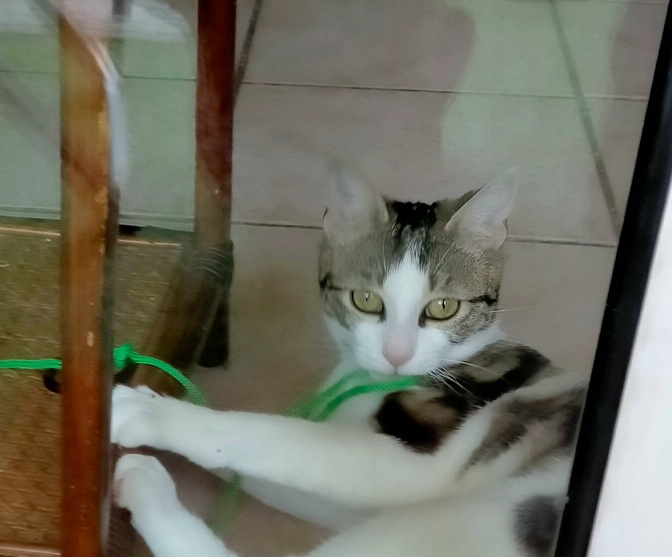 Angie a rejoint le concours — aidez-le/la à gagner de superbes lots ! art, carnivore, cat, comfort, domestic_short_haired_cat, felidae, fur, hardwood, paw, photo_caption, small_to_medium_sized_cats, tail, whiskers, window, wood