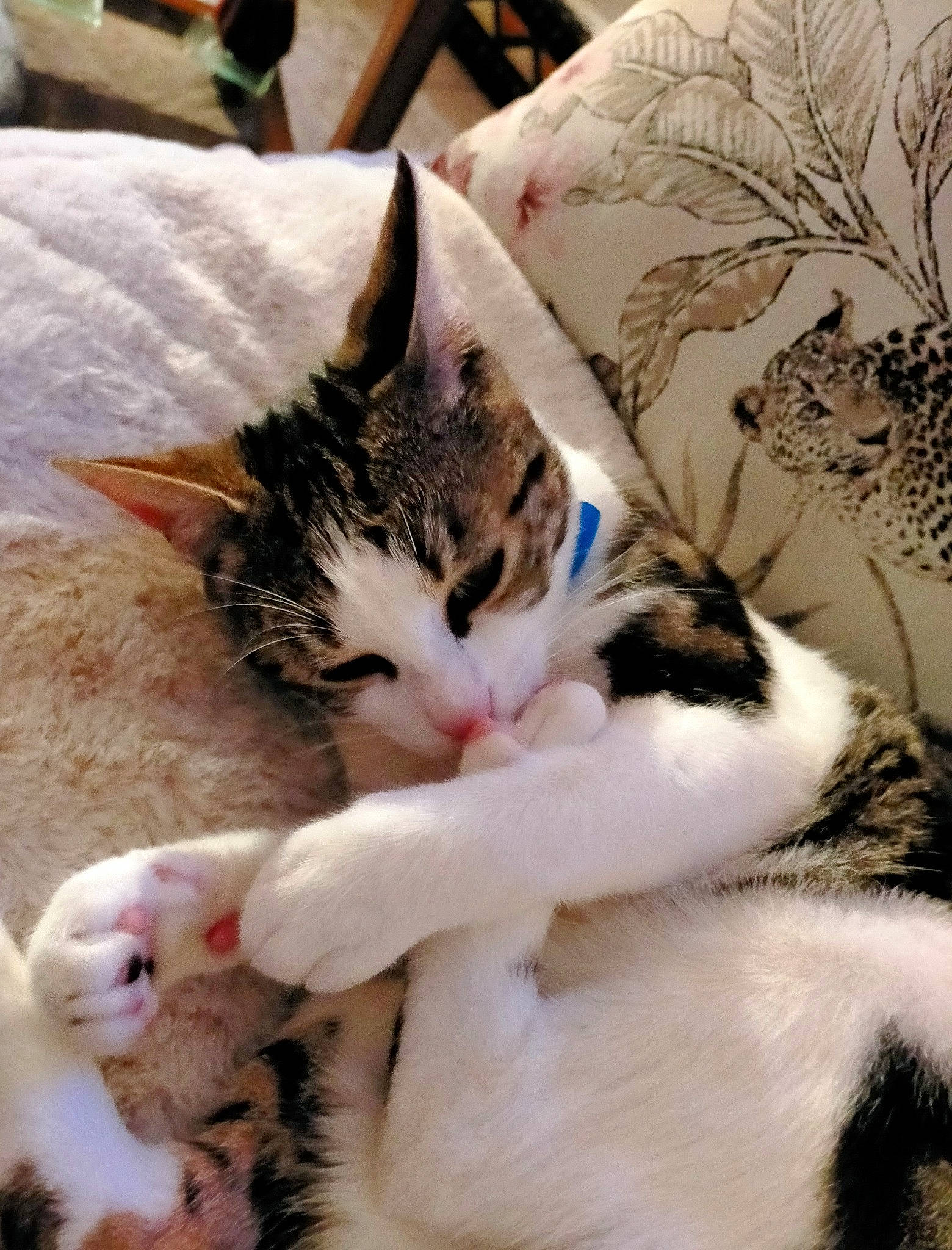 Angie a rejoint le concours — aidez-le/la à gagner de superbes lots ! bedding, carnivore, cat, claw, comfort, domestic_short_haired_cat, felidae, fur, linens, nap, paw, small_to_medium_sized_cats, snout, tail, textile, whiskers