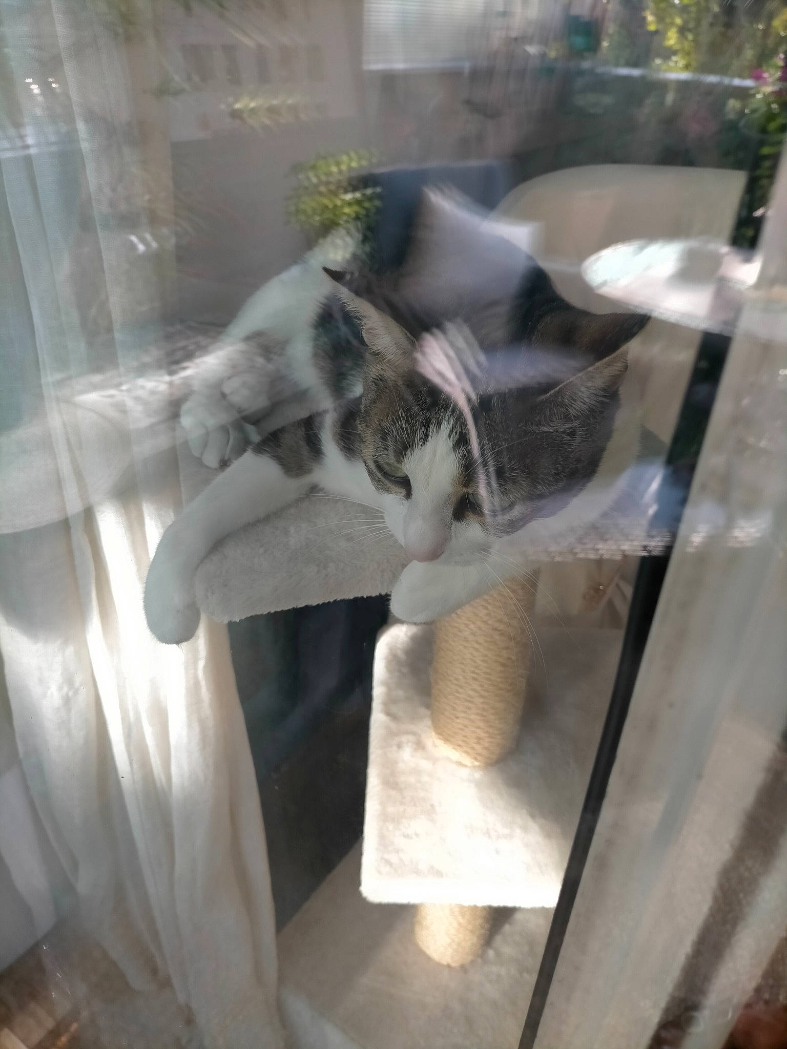 Angie a rejoint le concours — aidez-le/la à gagner de superbes lots ! animal_shelter, cage, carnivore, cat, display_case, domestic_short_haired_cat, felidae, fur, glass, mechanical_fan, metal, plant, room, small_to_medium_sized_cats, tail, textile, transparent_material, whiskers, window