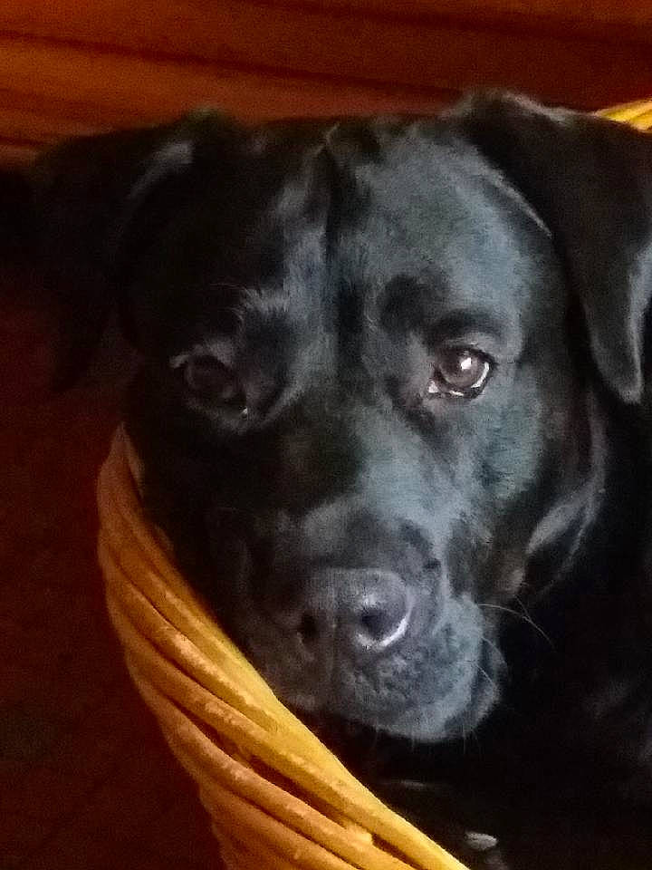 Ninho participe au concours pour gagner de l'argent avec cette photo : borador, canidae, carnivore, companion_dog, dog, dog_breed, dog_collar, door, fur, gun_dog, hardwood, liver, non_sporting_group, plant, retriever, snout, sporting_group, whiskers, wood, working_animal