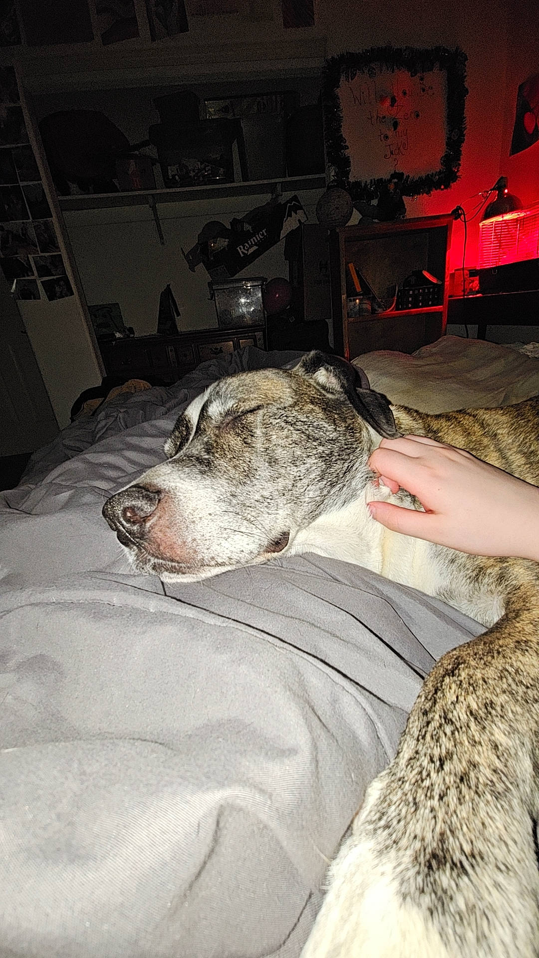 Bowser is registered to the contest to win money with this photo: canidae, carnivore, comfort, companion_dog, dog, dog_breed, fawn, flesh, flooring, fur, human_leg, linens, nap, non_sporting_group, sleep, snout, sporting_group, whiskers