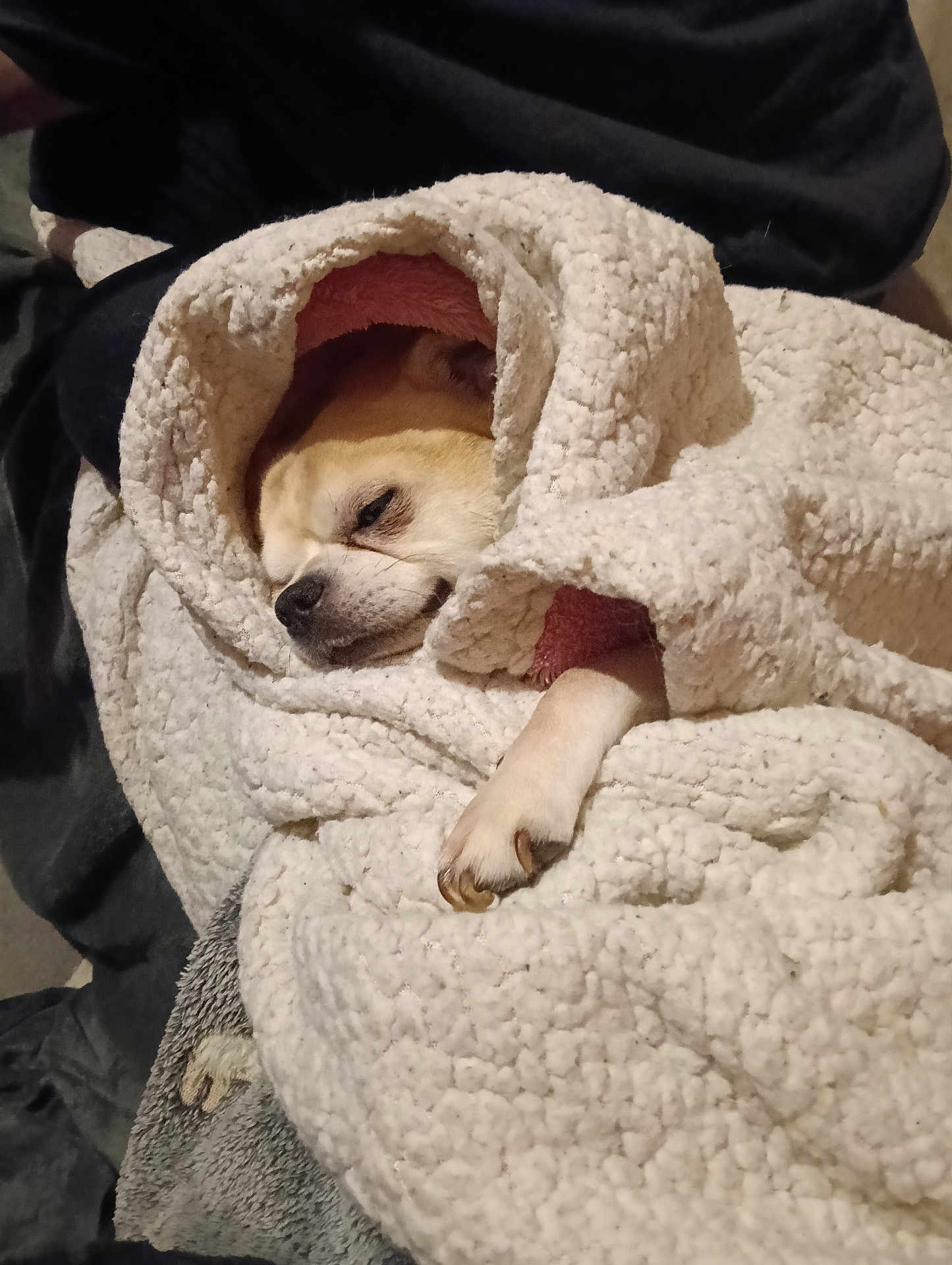 Kirikou participe au concours pour gagner de l'argent avec cette photo : dog, blanket, cozy, sleepy, paw, fur, snuggled, indoor, comfort, resting, pet, warm, cute, texture, soft, relaxed, animal, wrapped, face, nap