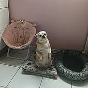 Kirikou participe au concours pour gagner de l'argent avec cette photo : dog, pet_bed, unicorn_chair, cushion, indoor, floor_tile, pink_wall, small_dog, sitting, cute, cozy, animal, domestic, furniture, resting_place, carpet, chair, home, companion, funny_pose