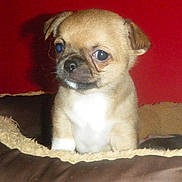 Kirikou a rejoint le concours — aidez-le/la à gagner de superbes lots ! animal, brown_dog, cozy, cute, dog, dog_bed, ears, eyes, fur, indoor, nose, pet, pet_bed, portrait, puppy, red_background, small_dog, whiskers, white_chest, young_dog