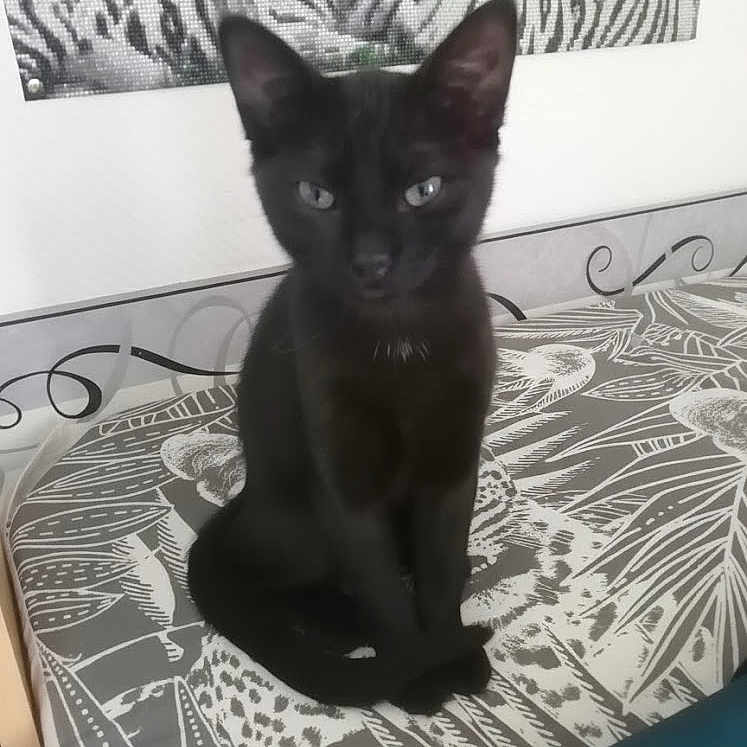 Salem a rejoint le concours — aidez-le/la à gagner de superbes lots ! animal, bedspread, black_cat, cat, curious, domestic_cat, ears, eyes, feline, furniture, home, indoor, monochrome, patterned_bedspread, pet, portrait, sitting, tiger_artwork, wall_art, whiskers