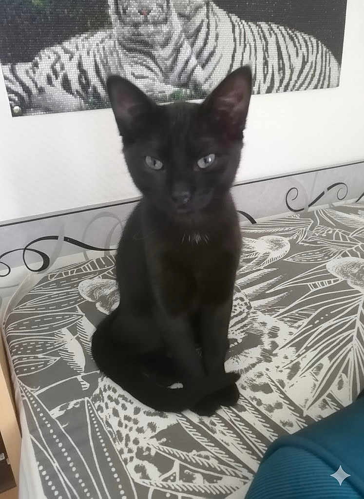 Salem a rejoint le concours — aidez-le/la à gagner de superbes lots ! black_cat, cat, pet, animal, bedspread, patterned_bedspread, indoor, feline, tiger_artwork, wall_art, monochrome, portrait, sitting, curious, domestic_cat, furniture, home, eyes, whiskers, ears