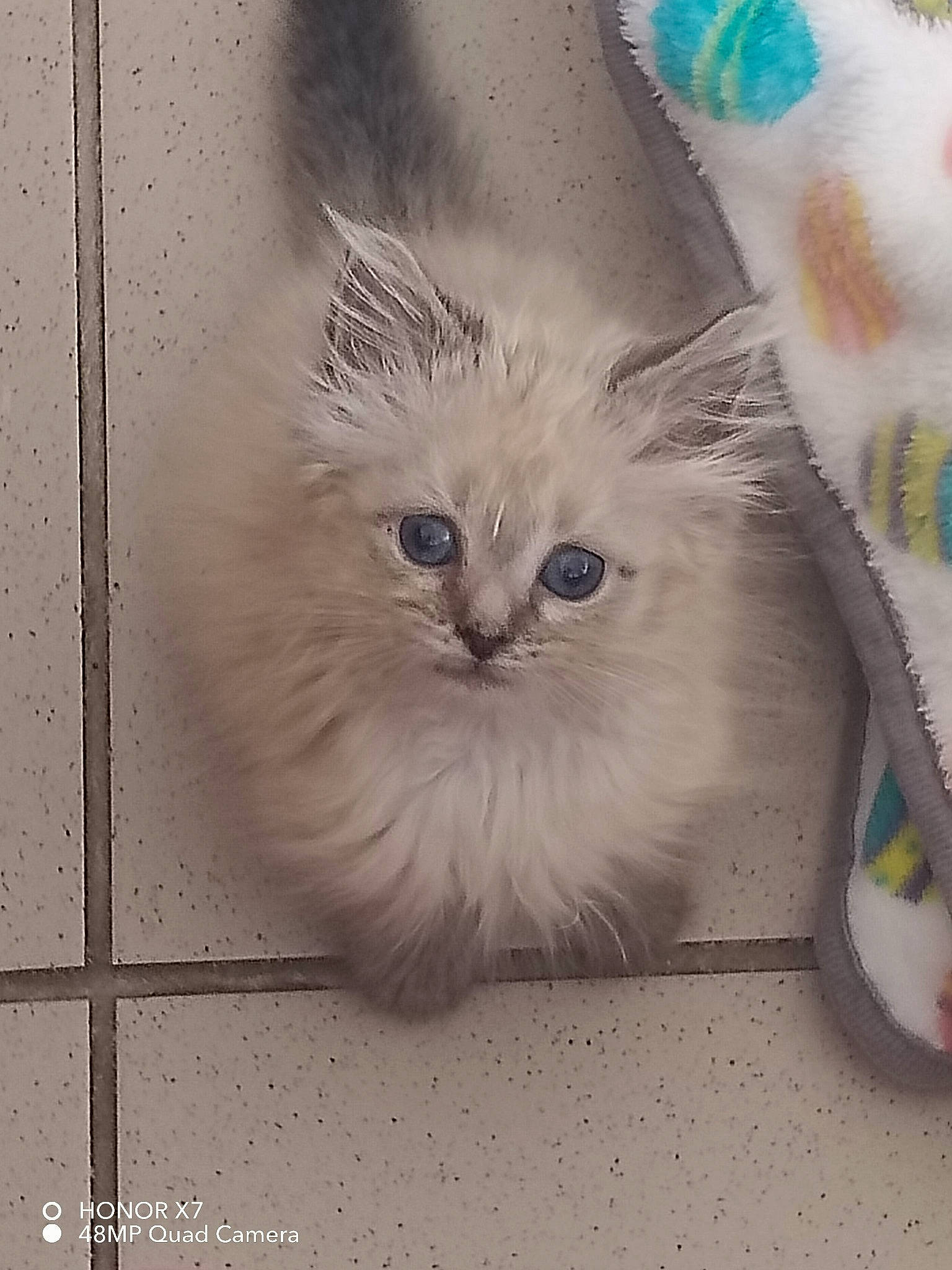 Harley a rejoint le concours — aidez-le/la à gagner de superbes lots ! box, british_longhair, carnivore, cat, circle, electric_blue, fawn, felidae, fur, illustration, pattern, paw, photo_caption, small_to_medium_sized_cats, snout, symmetry, tail, terrestrial_animal, whiskers