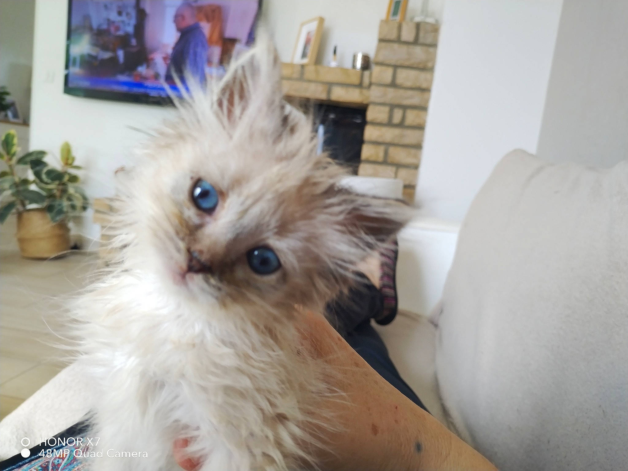 Harley a rejoint le concours — aidez-le/la à gagner de superbes lots ! canidae, carnivore, companion_dog, dog_breed, fashion_accessory, fawn, feather, felidae, flooring, flowerpot, fur, houseplant, necklace, picture_frame, plant, room, small_to_medium_sized_cats, tail, toy_dog, whiskers