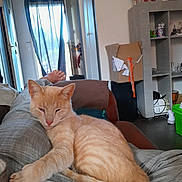 Tigrou a rejoint le concours — aidez-le/la à gagner de superbes lots ! box, casual, cat, cozy, curtains, floor, furniture, home, indoor, lap, light, living_room, orange_cat, paw, person, pet, relaxing, shelf, tail, window