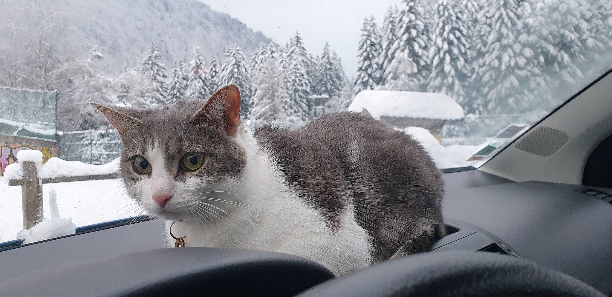 Dinah participe au concours pour gagner de l'argent avec cette photo : carnivore, cat, conifer, domestic_short_haired_cat, evergreen, felidae, freezing, frost, fur, geological_phenomenon, glacial_landform, hill_station, ice, mountain_range, small_to_medium_sized_cats, snout, snow, whiskers, windshield, winter