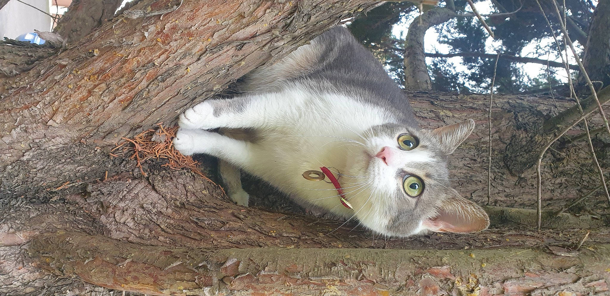 Dinah participe au concours pour gagner de l'argent avec cette photo : adaptation, carnivore, cat, curious, domestic_short_haired_cat, fawn, felidae, fur, iris, organ, organism, small_to_medium_sized_cats, snout, terrestrial_animal, trunk, twig, vertebrate, whiskers, wood