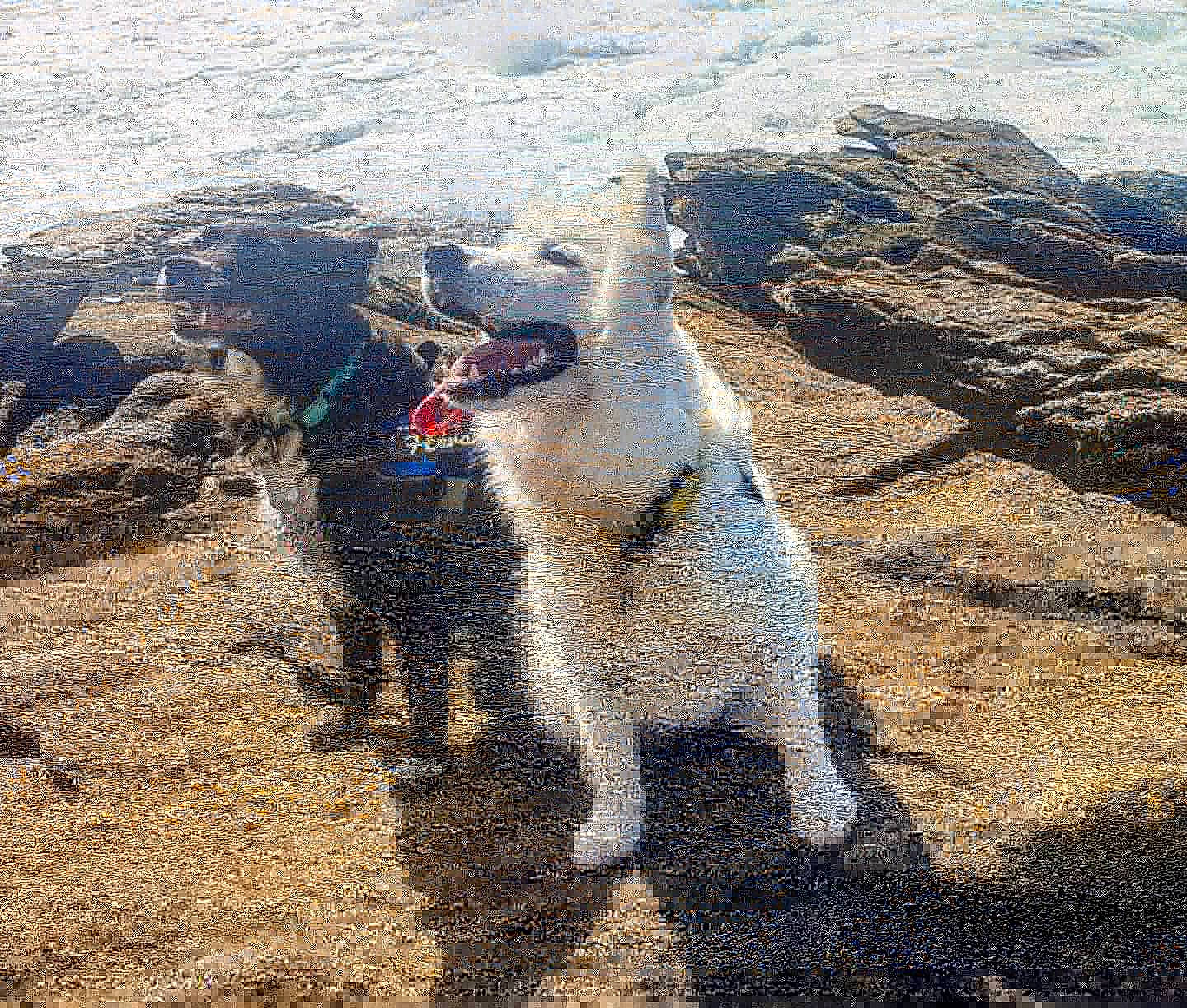 Kira participe au concours pour gagner de l'argent avec cette photo : canidae, carnivore, collar, companion_dog, dog, dog_breed, dog_supply, geological_phenomenon, sporting_group, tail, vertebrate, working_animal, working_dog