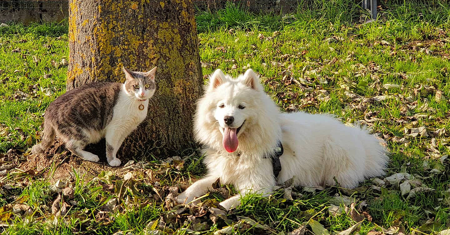 Kira a rejoint le concours — aidez-le/la à gagner de superbes lots ! american_eskimo_dog, canidae, carnivore, cat, companion_dog, dog, dog_breed, felidae, fur, german_spitz, indian_spitz, japanese_spitz, mammal, samoyed, small_to_medium_sized_cats, spitz, trunk, vertebrate, whiskers, working_animal