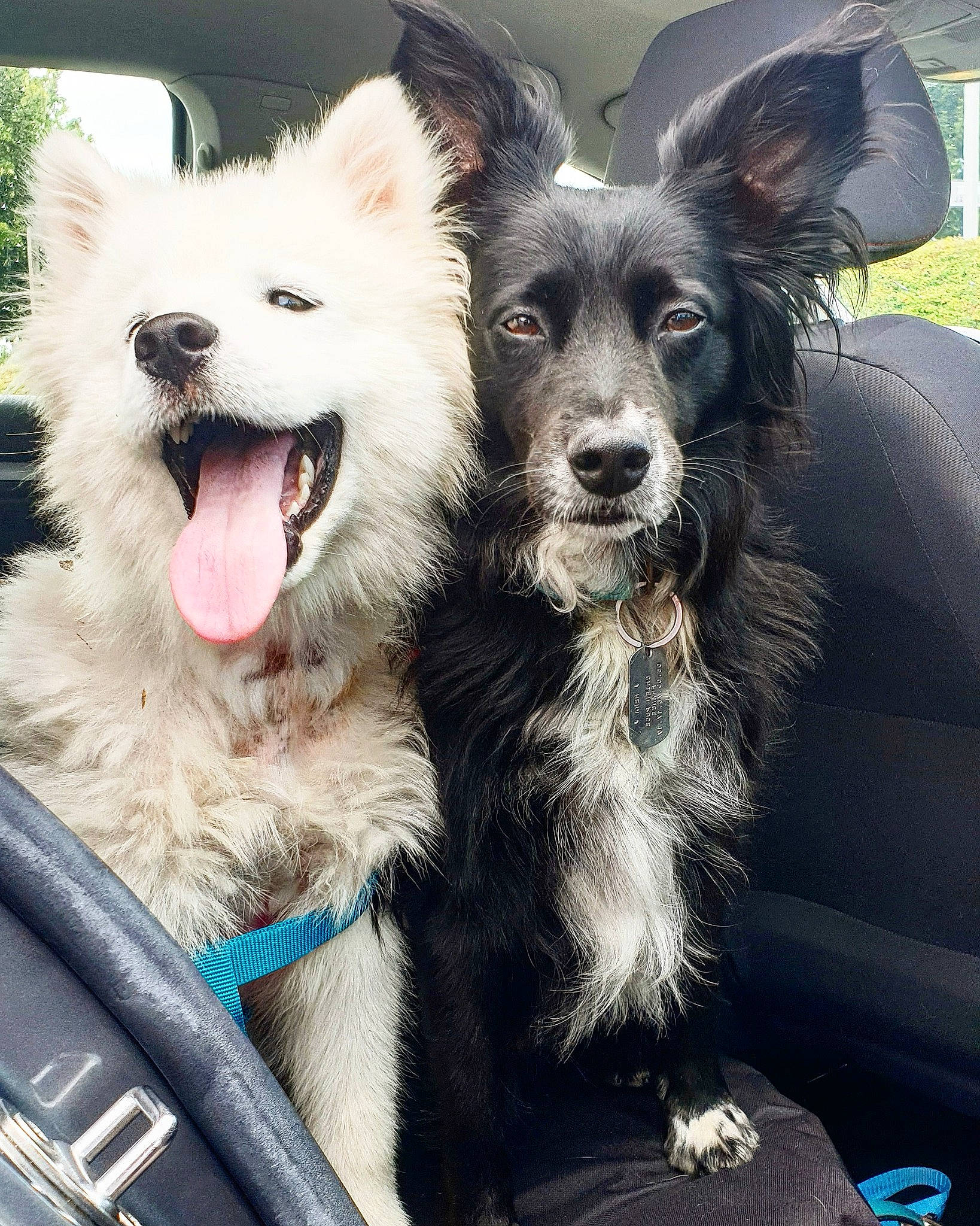 Kira participe au concours pour gagner de l'argent avec cette photo : canidae, carnivore, collar, companion_dog, dog, dog_breed, dog_collar, fang, fur, herding_dog, jaw, snout, sporting_group, tongue, tooth, vehicle_door, vertebrate, whiskers, working_animal, working_dog