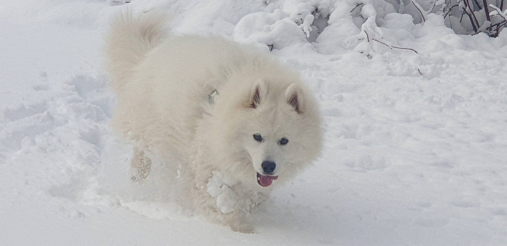Kira participe au concours pour gagner de l'argent avec cette photo : american_eskimo_dog, canidae, carnivore, companion_dog, dog, dog_breed, freezing, fur, geological_phenomenon, ice, iris, precipitation, samoyed, snout, snow, spitz, sporting_group, tongue, winter, working_animal