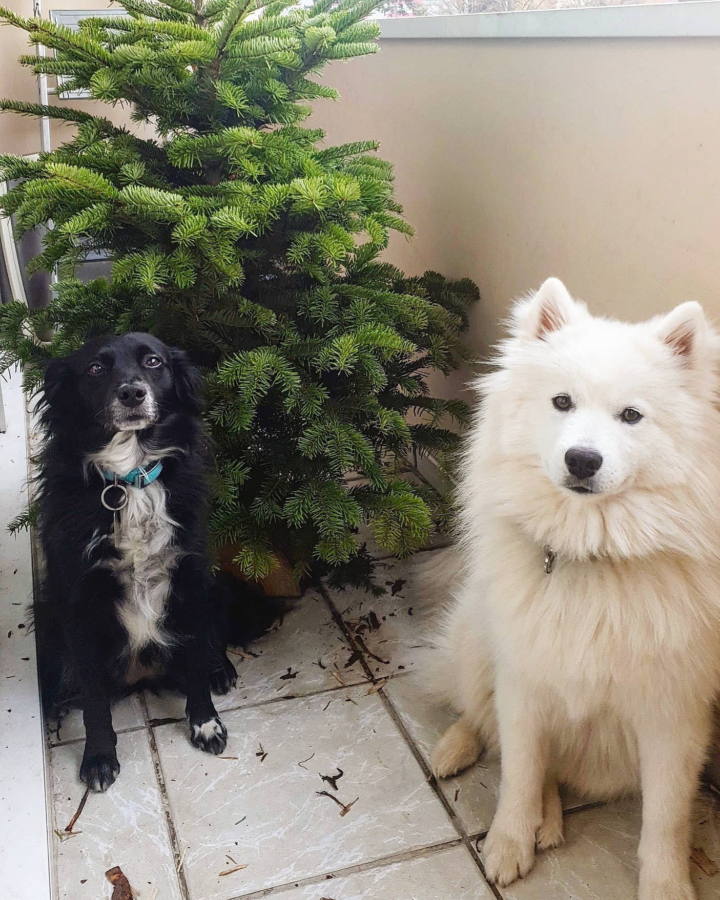 Kira participe au concours pour gagner de l'argent avec cette photo : american_eskimo_dog, canidae, carnivore, christmas_decoration, christmas_tree, collar, companion_dog, dog, dog_breed, dog_supply, evergreen, fur, indian_spitz, japanese_spitz, pet_supply, samoyed, snout, spitz, sporting_group, working_animal
