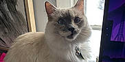 Dior is registered to the contest to win money with this photo: animal, bell, black_bag, cat, collar, computer_screen, curious, ears, eyes, fluffy, fur, indoor, light, painting, perched, pet, portrait, purple, whiskers, window