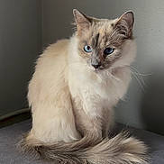 Dior is registered to the contest to win money with this photo: animal, blue_eyes, calm, cat, close_up, cozy, cute, domestic_cat, feline, fluffy, fur, gray_surface, indoor, pet, portrait, relaxed, sitting, soft_lighting, tail, whiskers