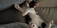 Pinkie is registered to the contest to win money with this photo: animal, black_and_white, blanket, cat, couch, cozy, curious, cute, feline, fur, indoor, kitten, lying_down, paws, pet, relaxing, resting, soft, whiskers, young
