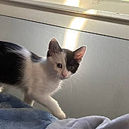 Pinkie is registered to the contest to win money with this photo: animal, black_and_white, blanket, cat, curious, cute, ears, eyes, feline, fur, indoor, kitten, pet, shadow, small, soft, sunlight, walking, wall, whiskers