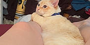 Christian is registered to the contest to win money with this photo: background, cat, clothing, clutter, collar, cream_colored, curious, domestic, face_painting, furniture, home, indoor, legs, person, pet, relaxed, room, sitting, television, yellow_object