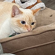 Christian is registered to the contest to win money with this photo: animal, blanket, blue_eyes, cat, close_up, collar, comfort, cozy, cream_colored, cute, domestic_animal, feline, fur, indoor, mammal, pet, relaxed, resting, sleepy, soft_texture