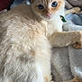 Christian is registered to the contest to win money with this photo: animal, blanket, blue_eyes, cat, closeup, collar, cozy, cream_colored, cute, domestic, feline, fluffy, fur, indoor, pet, plush_toy, relaxed, resting, soft_texture, toy