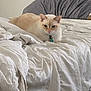 Christian joined the competition — help win amazing prizes! animal, bed, blanket, cat, collar, comfort, cozy, cream, domestic, feline, fur, indoor, pet, pillow, quiet, relaxed, resting, sleepy, soft, white
