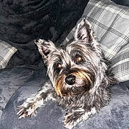Luna joined the competition — help win amazing prizes! dog, pet, couch, plaid_pillow, gray_fur, indoor, resting, curious, fluffy, scruffy, canine, companion, domestic_animal, cozy, furniture, portrait, animal, cute, relaxed, living_room