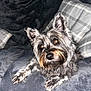 dog, pet, couch, plaid_pillow, gray_fur, indoor, resting, curious, fluffy, scruffy, canine, companion, domestic_animal, cozy, furniture, portrait, animal, cute, relaxed, living_room