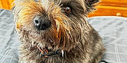 Luna joined the competition — help win amazing prizes! dog, pet, bed, plaid, fur, brown, black, ears, eyes, nose, collar, indoor, furniture, wood, bedroom, curious, cute, scruffy, canine, animal