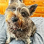 dog, pet, bed, plaid, fur, brown, black, ears, eyes, nose, collar, indoor, furniture, wood, bedroom, curious, cute, scruffy, canine, animal