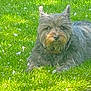 Luna joined the competition — help win amazing prizes! dog, grass, outdoor, pet, canine, animal, laying_down, fur, nature, sunlight, greenery, collar, small_dog, ears, snout, relaxed, daytime, paw, lawn, muzzle