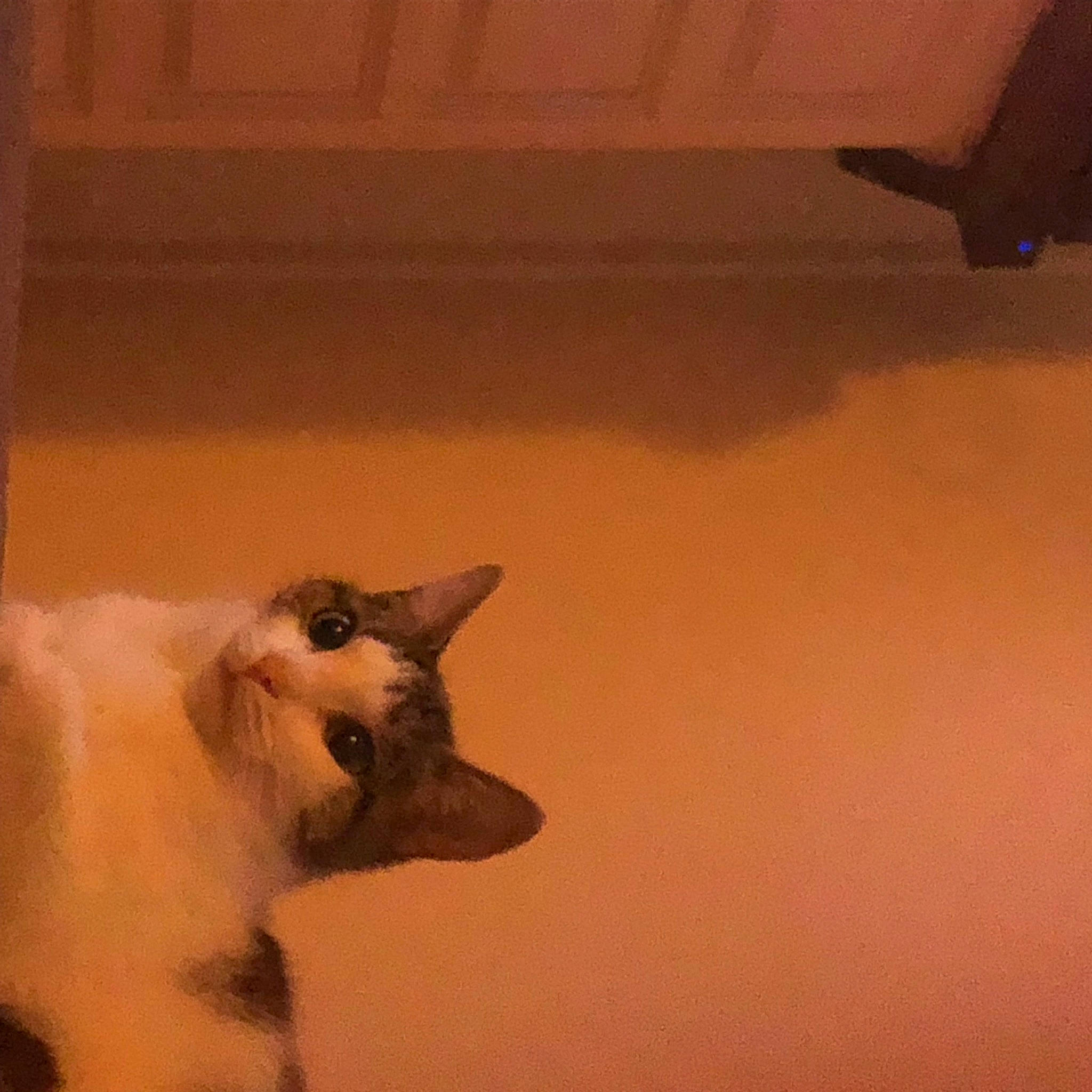 Kitty participe au concours pour gagner de l'argent avec cette photo : carnivore, cat, dog_breed, domestic_short_haired_cat, fawn, felidae, flooring, fur, hardwood, paw, room, shadow, small_to_medium_sized_cats, snout, tail, terrestrial_animal, tints_and_shades, whiskers, window, wood