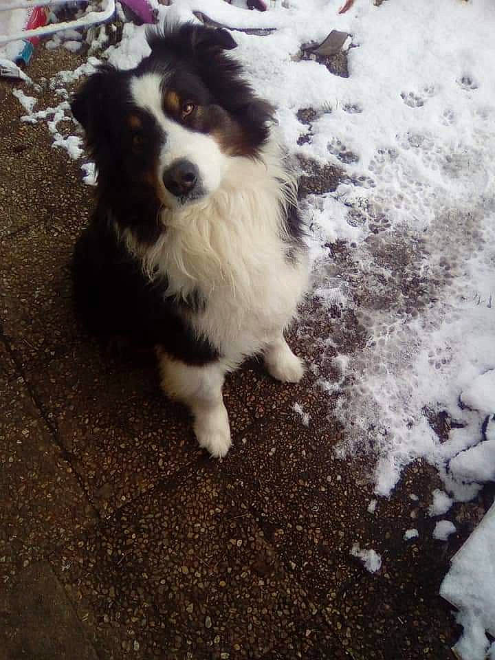 Gribouille a rejoint le concours — aidez-le/la à gagner de superbes lots ! asphalt, canidae, carnivore, companion_dog, dog, dog_breed, freezing, fur, grass, herding_dog, road_surface, shadow, snout, snow, soil, sporting_group, toy_dog, whiskers, working_animal, working_dog