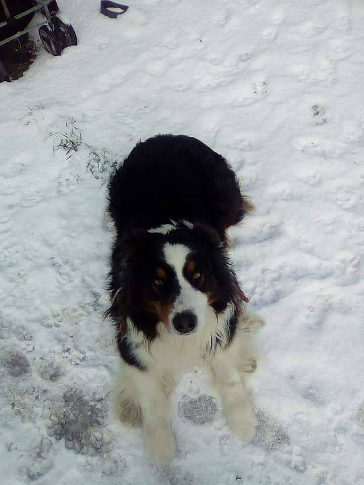 Gribouille a rejoint le concours — aidez-le/la à gagner de superbes lots ! carnivore, companion_dog, dog, dog_breed, fur, herding_dog, liver, mammal, paw, snout, snow, sporting_group, tail, terrier, toy_dog, vertebrate, water_dog, winter, working_animal, working_dog