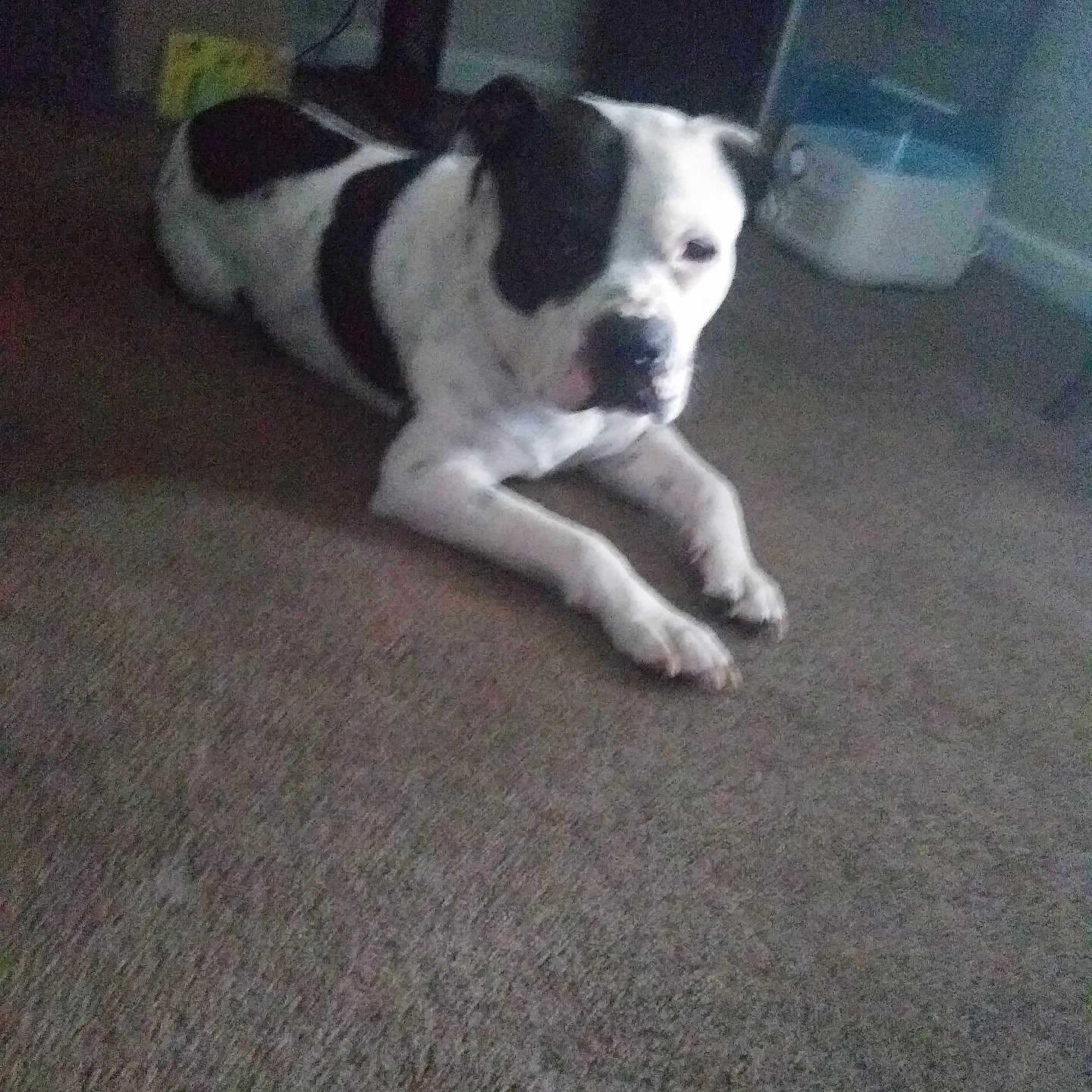 Scout joined the competition — help win amazing prizes! dog, black_and_white, carpet, indoor, pet, animal, lying_down, floor, household, furniture, wall, room, dim_light, grainy, blur, domestic, canine, relaxed, quiet, resting
