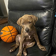 Marlowe joined the competition — help win amazing prizes! puppy, dog, basketball, leather_couch, brown_puppy, indoor, pet, sitting, animal, furniture, black_couch, young_dog, brindle_coat, paw, cute, domestic_animal, canine, resting, side_view, living_room