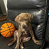 puppy, dog, basketball, leather_couch, brown_puppy, indoor, pet, sitting, animal, furniture, black_couch, young_dog, brindle_coat, paw, cute, domestic_animal, canine, resting, side_view, living_room
