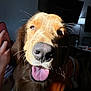 Bandit is registered to the contest to win money with this photo: dog, golden_retriever, close_up, tongue_out, indoor, sunlight, happy, pet, canine, animal, whiskers, nose, fur, portrait, smiling, domestic_animal, friend, companion, muzzle, face