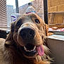 Bandit joined the competition — help win amazing prizes! dog, golden_retriever, tongue_out, close_up, nose, window, indoor, pet, animal, happy, fur, mouth_open, teeth, sunlight, glass_bottle, plastic_cup, household, blinds, background, smiling