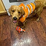 appliance, cabinet, clownfish, costume, dog, domestic, foot, golden_retriever, indoor, kitchen, looking_up, orange, pet, pet_costume, playful, plush_toy, smiling_dog, tattoo, toy, wooden_floor