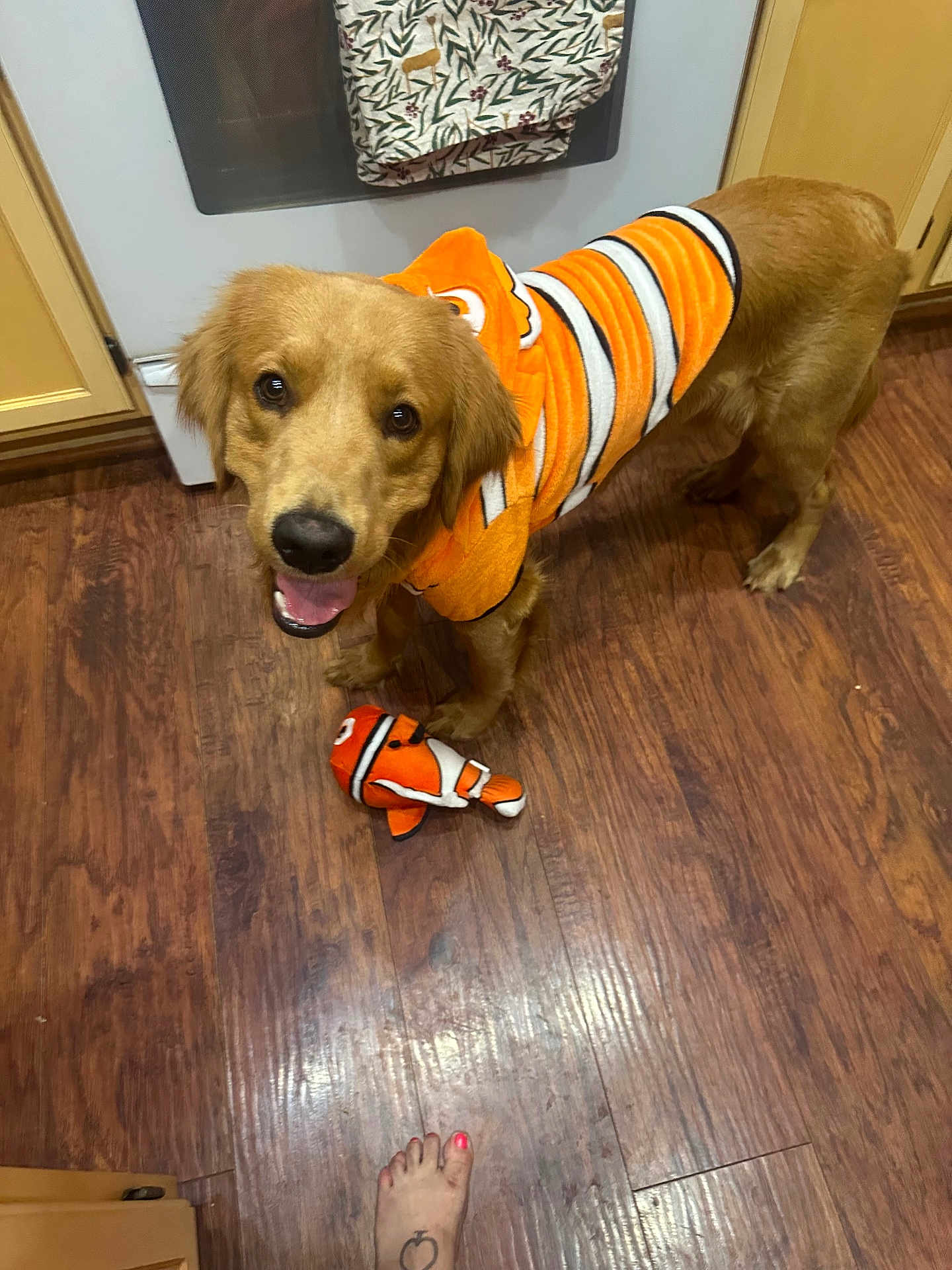 Bandit is registered to the contest to win money with this photo: dog, golden_retriever, costume, orange, toy, clownfish, plush_toy, wooden_floor, kitchen, cabinet, appliance, pet, playful, pet_costume, smiling_dog, looking_up, domestic, indoor, foot, tattoo