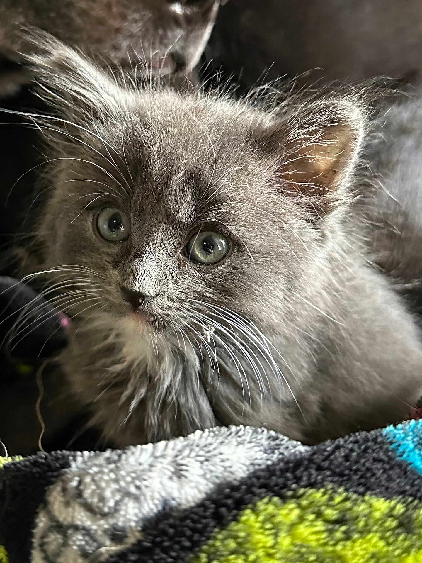 Rattler joined the competition — help win amazing prizes! kitten, gray_cat, furry, whiskers, closeup, pet, cute, animal, soft, young, eyes, ears, fur, indoor, cozy, blanket, sleepy, small, face, adorable