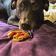 Midnight is registered to the contest to win money with this photo: dog, black_dog, pretzel, food, blanket, purple_blanket, pet, indoor, cozy, toy, stuffed_animal, bed, fur, snack, animal, canine, closeup, laying, curious, home
