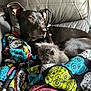 Midnight is registered to the contest to win money with this photo: dog, kitten, blanket, skull_pattern, leather_chair, pet, animal, cozy, snuggling, furry, black_dog, gray_kitten, indoor, resting, cute, companion, colorful, soft_texture, domestic, relaxed